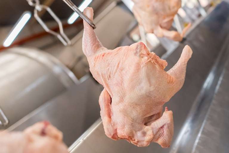 Production line at a chicken factory